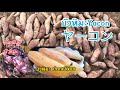 บัวหิมะYaconヤーコン Harvested Yacon ขุดบัวหิมะขาย บัวหิมะจะส่งใช้ส่วนไหนปลูก?คลิปนี้มีคำตอบ181121