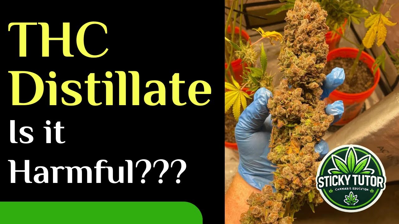 Is THC Distillate Harmful?  -- EDUCATION 21+