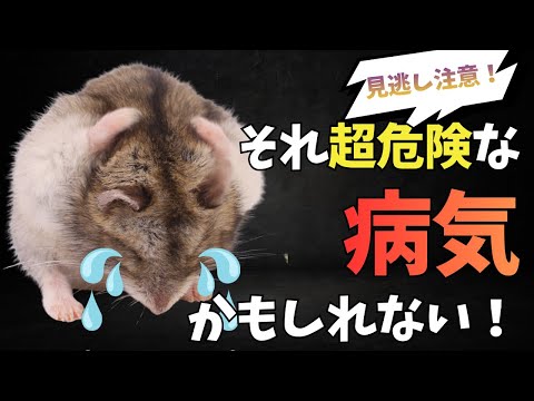 必見！ハムスター偽結核の症状と予防法を徹底解説