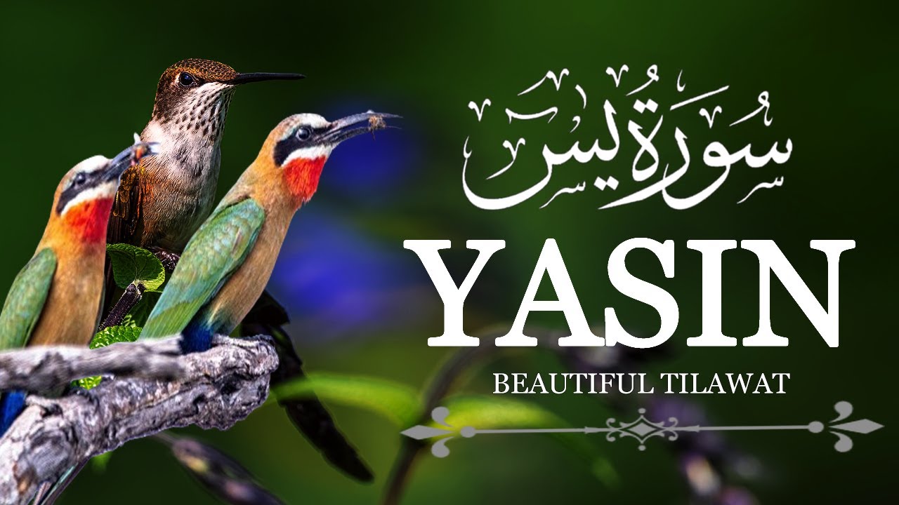 Surah Yaseen Yasin     Full by Sheikh Abdur Rehman Al Ossi like  Beautiful Voice  16