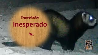 🌳 Depredador INESPERADO - Turón 🦝