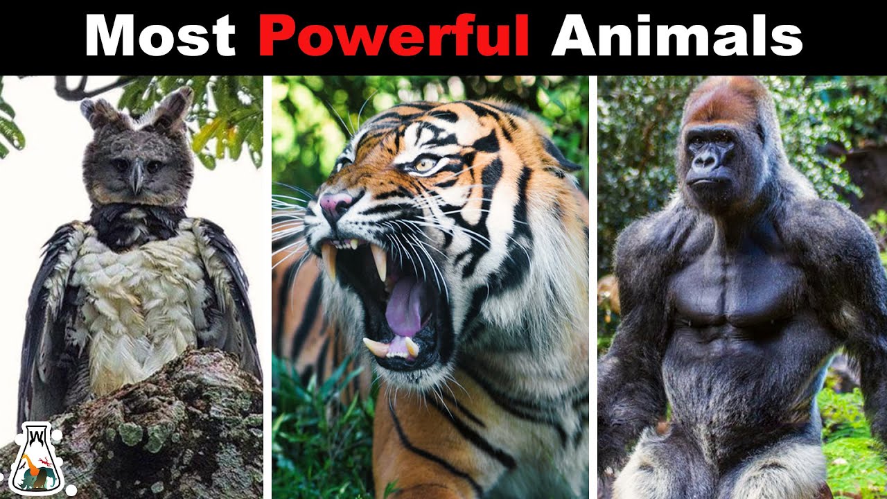 10 Strongest Animals In The World YouTube