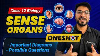 Sense Organs Class 12 Biology | One-Shot | Important Diagrams & Notes | Structure & Physiology