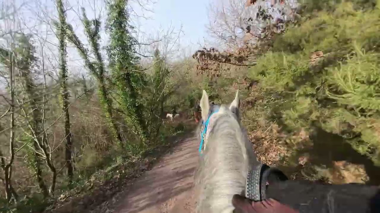 Riding Through Rain & Mud | Group Horse Riding in the Forest (Part 1)