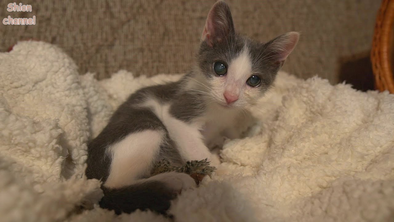 日月姉妹と一緒に保健所にいた盲目の子猫