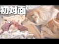 赤ちゃんとシベリアンハスキーの初対面が感動的すぎました・・・