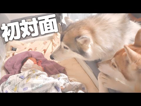 もんちゃん もんちゃんっていうよ。 - YouTube