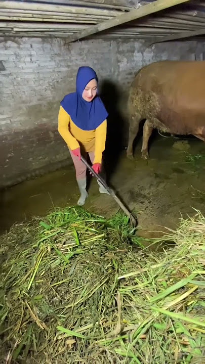 Mbak Cantik Beli Sapi Harga 30 Juta