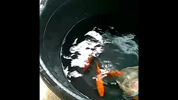 koi carp and sucker fish....