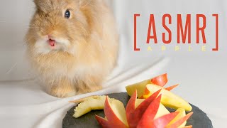 【ASMR】ウサギがりんごを食べる咀嚼音No.271