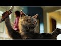Такой драки котов вы еще не видели! 5 САМЫХ  ЭПИЧНЫХ КОШАЧЬИХ ДРАК | Коты дерутся (2019)