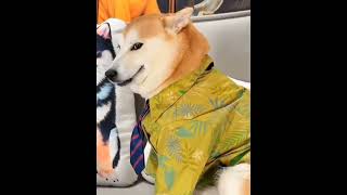 Dogesh side eye view meme #dog #dogmeme 