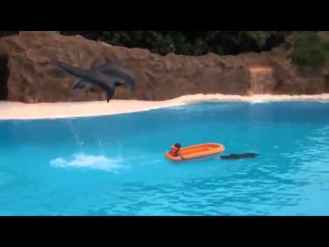 მოხერხებული დელფინები