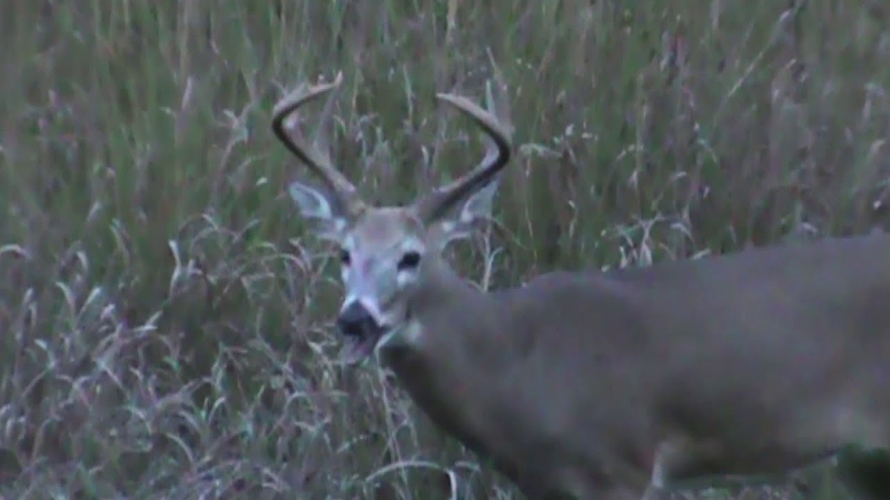 Tombstone Creek Outfitting 2019 Buck Passed in Food Plot 100% Archery