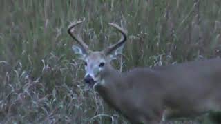 Tombstone Creek Outfitting 2019 Buck Passed in Food Plot 100% Archery