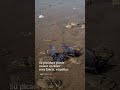 Cientos de carabelas portuguesas y medusas invaden la Playa de la Zurriola, en el país vasco
