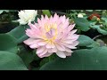 This is my favorite lotus flower | grow lotus at home