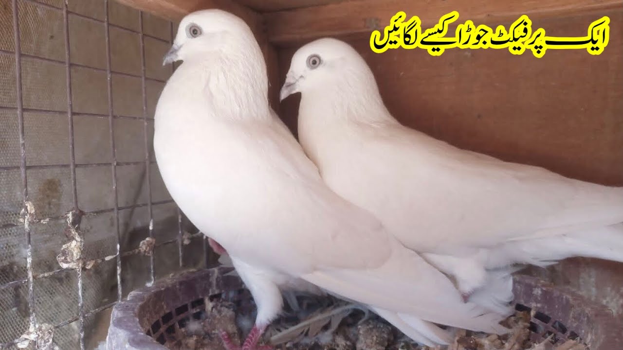 Kabootar Ka Jora Lagane Ka Asan Tarika | Pigeons Pairing Guide