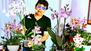 🙆AQUI ESTA LA ORQUÍDEA PHALAENOPSIS  O ORQUÍDEA MARIPOSA Y SUS CUIDADOS🌼🌺🪴🌿☘️💐🌹👋👋👋👋👋👋👋👋