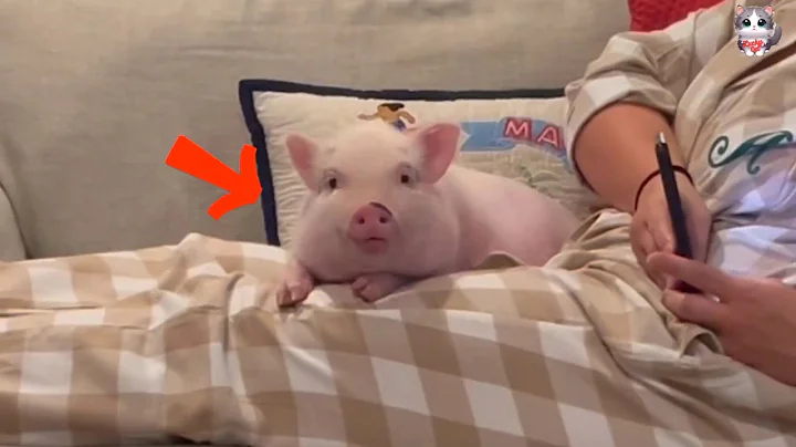 Benny: helping the Piglet Who Fell Off a Truck and Found a Loving Home.