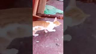 Mi Gata Enojada Ni Me Deja Acercarme Por Dios