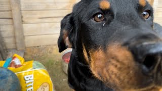 WHAT DO YOU DO WHEN YOUR DOGS HAVE A DISPUTE (FIGHT)?
