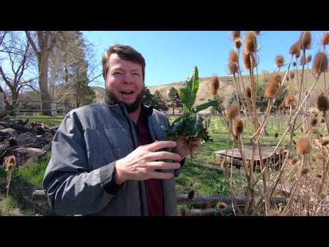 Video: Teasel Balqabağı Yayılması: Kirpi Balqabaq Bitkiləri haqqında məlumat əldə edin