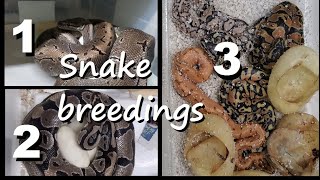 Famous Two Axanthic clutches + clutch update Profile