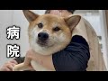 足を舐め続ける愛犬を病院に連れていきました…