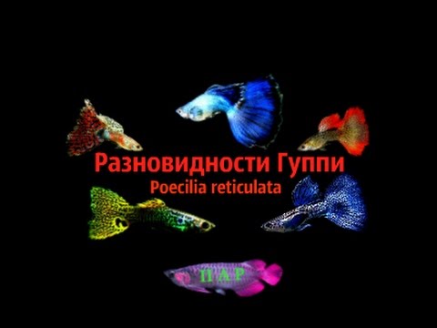 0 - Види гуппі (46 фото): чорний принц і чорний монах, гвоздика та інші різновиди риб. Назви жовтих та інших породистих рибок