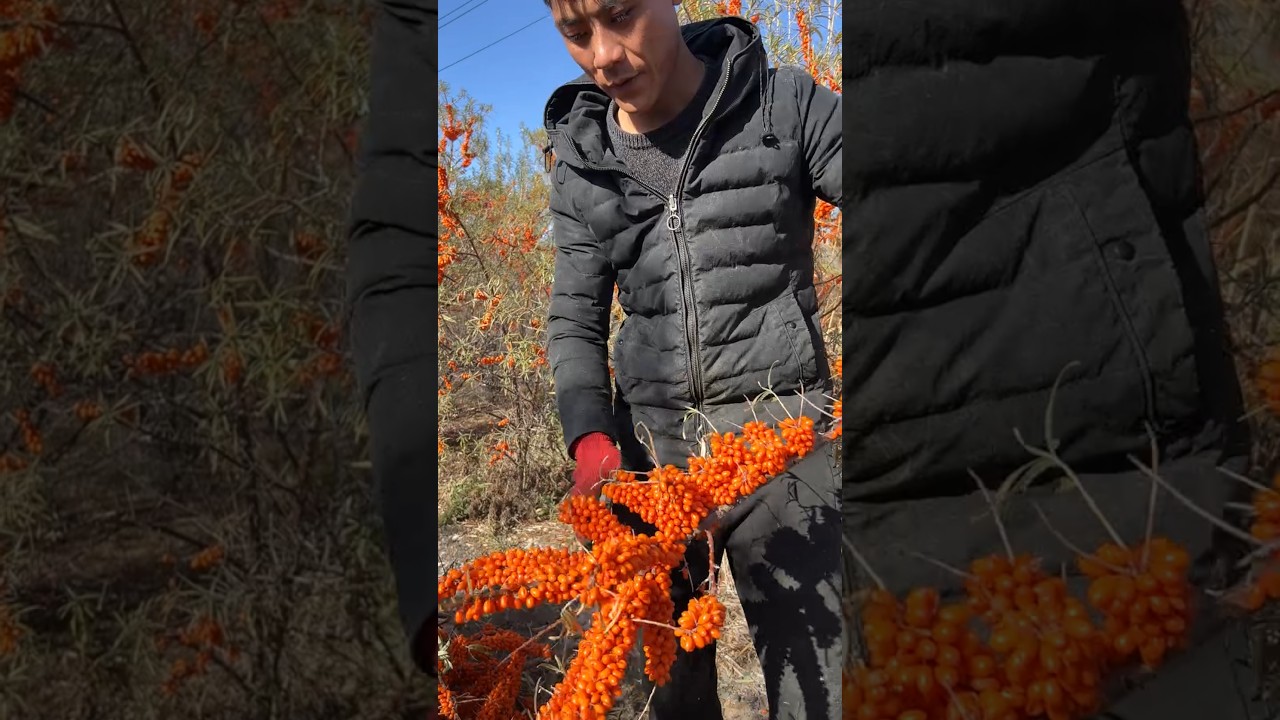 Original Title & Thumbnail