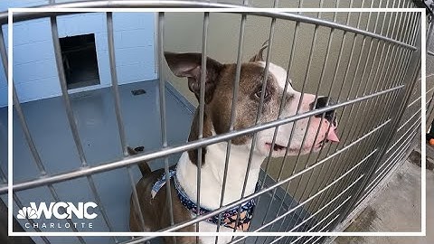 Help the Watauga Humane Society raise funds for low-cost spay and neuter services