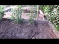 Watering Cannabis
