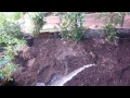 Watering Cannabis