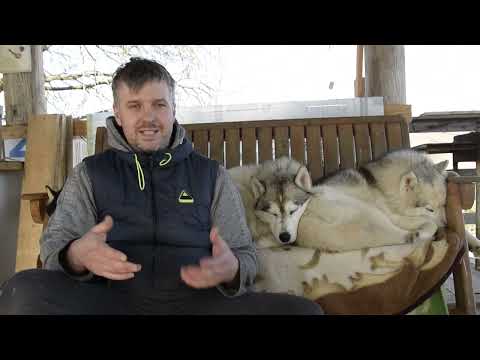 #Эпилепсия у Хаски. Личный опыт, как вы глядит приступ у собаки, как помочь при эпилепсии