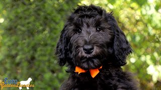 Holly - Ms Orange - Nova/Chito Litter - For Sale Video by Euro Goldendoodles 15 views 1 day ago 3 minutes, 13 seconds