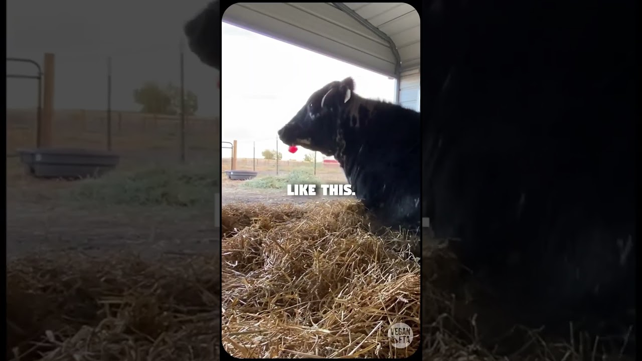 They're Just Big Grass Puppies! 🐮💚