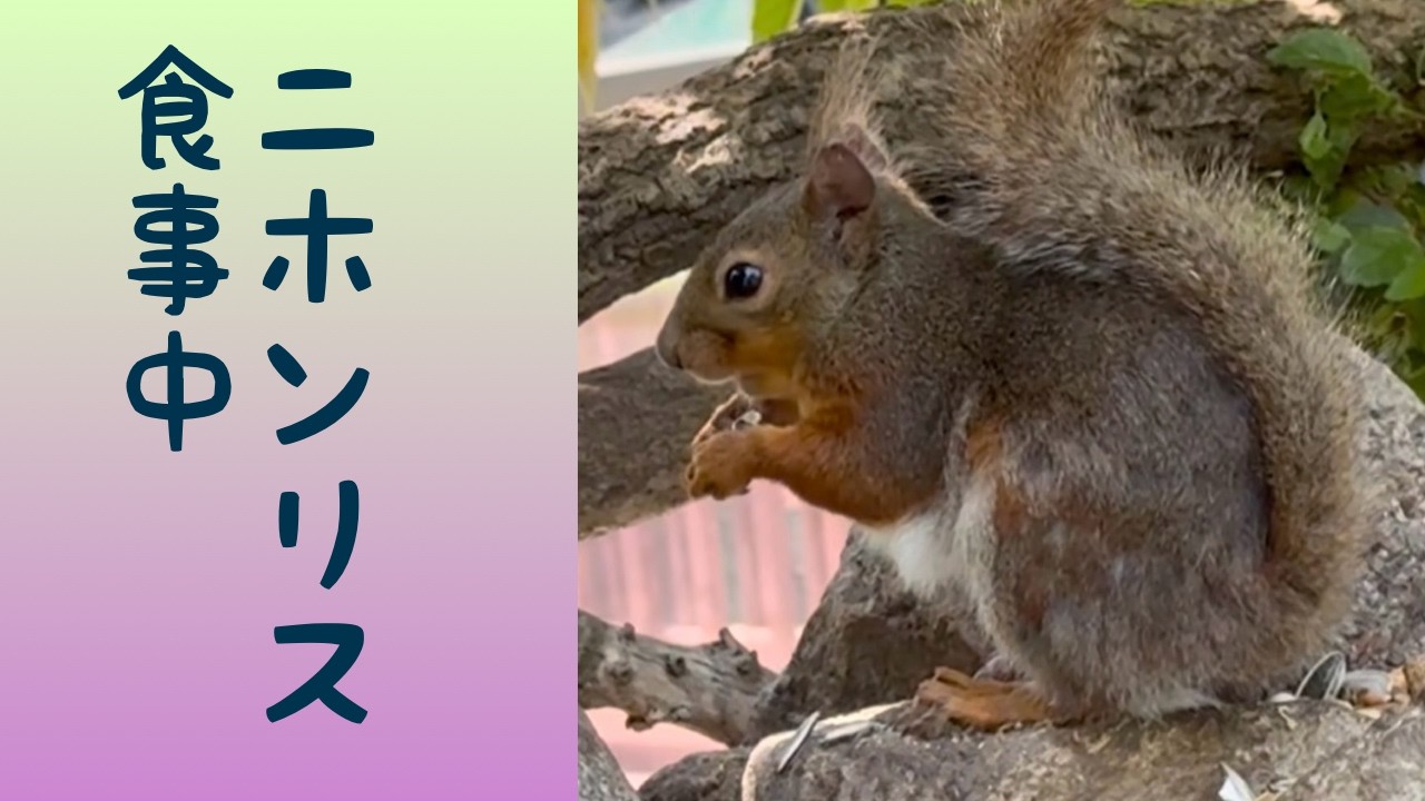 それぞれ可愛いニホンリス Japanese squirrel - YouTube