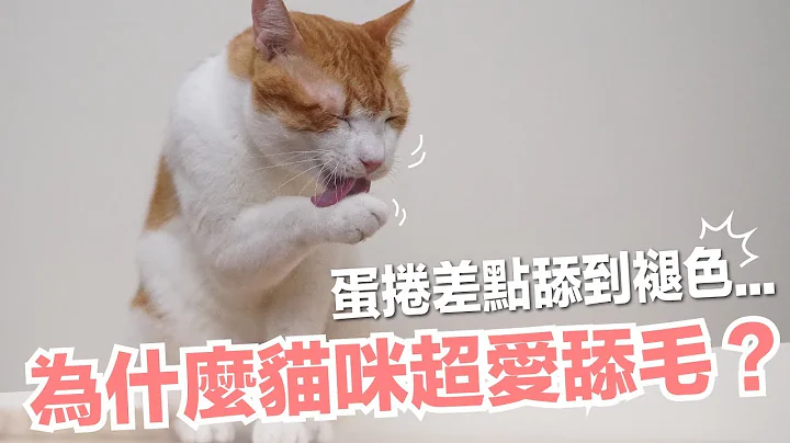 蛋卷曾经舔到秃毛！为什么猫咪爱舔毛？【好味猫知识】EP18 - 天天要闻