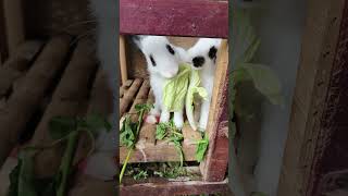 kelinci tompel #satwalucu #kelincilucu #alampedesaan