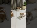 Full Video Link Below KokoniDaily PuppySnuggles KokoniLife LittleKokoni PuppyJoy KokoniVibes Full Video Link Below KokoniDaily PuppySnuggles KokoniLife LittleKokoni PuppyJoy KokoniVibes