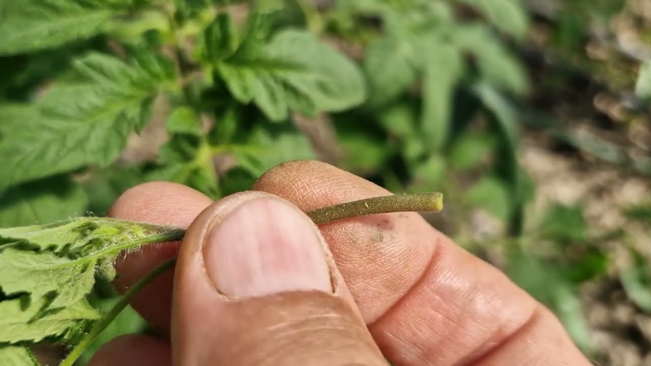Kada i koje zaperke na paradajzu kidati, a koje ostaviti za krupne plodove