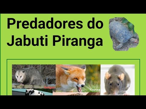 O PREDADOR VEIO ATRÁS DA PRESA. UM RATO NA CASA DOS JABUTIS!😢 #animais  #tartaruga #rato 