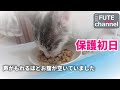 【緊急保護】鳴き止まない子猫。その子はとってもお腹が空いていました。+オーレ2【保護子猫】