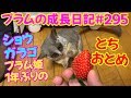 Bushbaby Plum's Growth Diary ショウガラゴ プラムの成長日記 #295