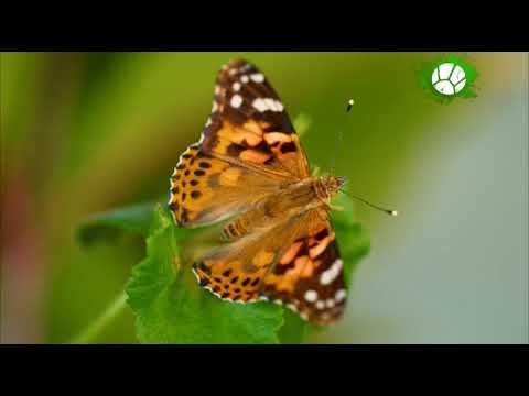 Мультфильм про уничтожение бабочки и природы