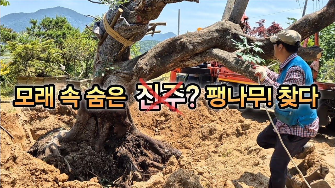 숨겨진 나무 찾기! 이번엔 팽나무다~ #특수목 #조경수 #팽나무 #고목 #임업후계자 #나무이식작업 #님사랑이야기