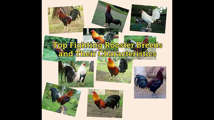 Most Expensive Fighting Rooster Breed 22