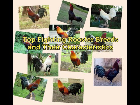 Top Fighting Rooster Breeds and Their Characteristics - Gamefowl