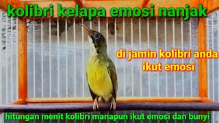 kolibri kelapa gacor emosi nanjak